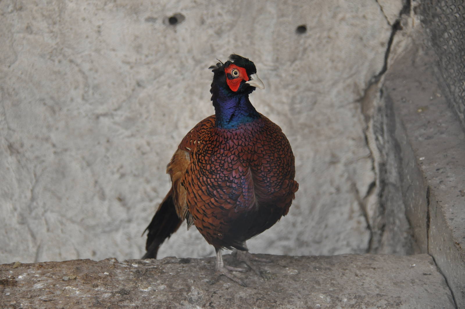 Common ring-necked pheasant/ Phasianus colchicus colchicus