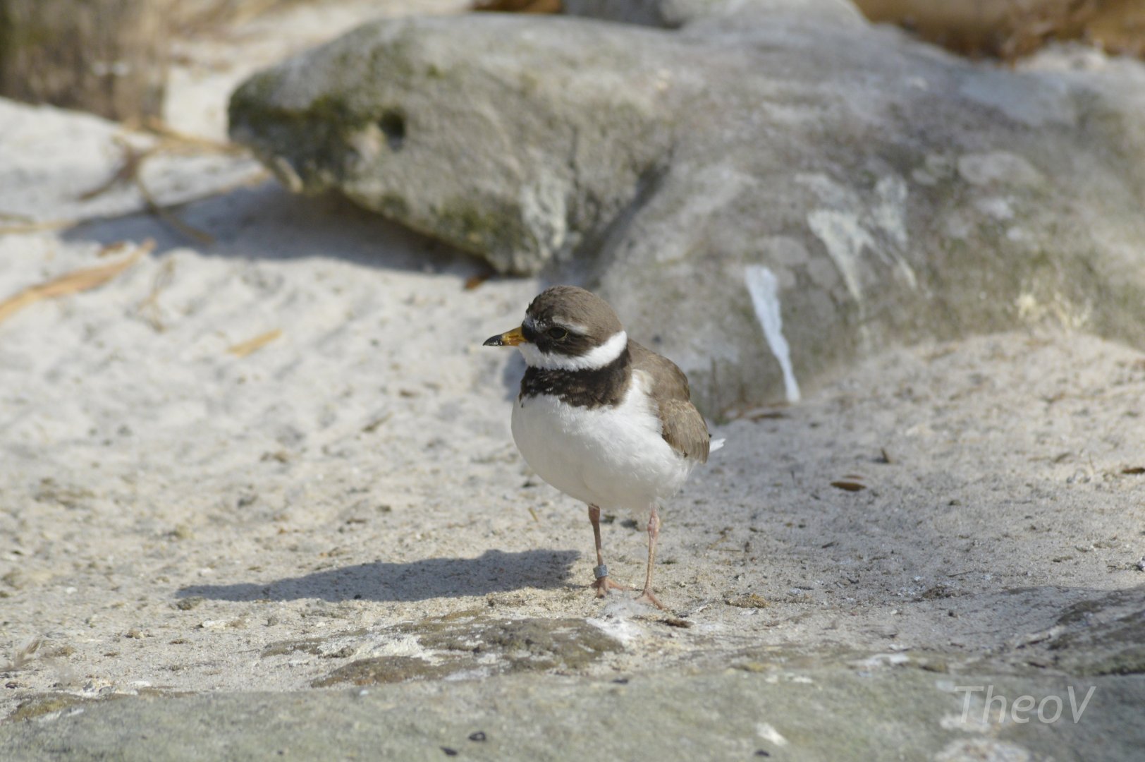 Common ringed plover [2018]