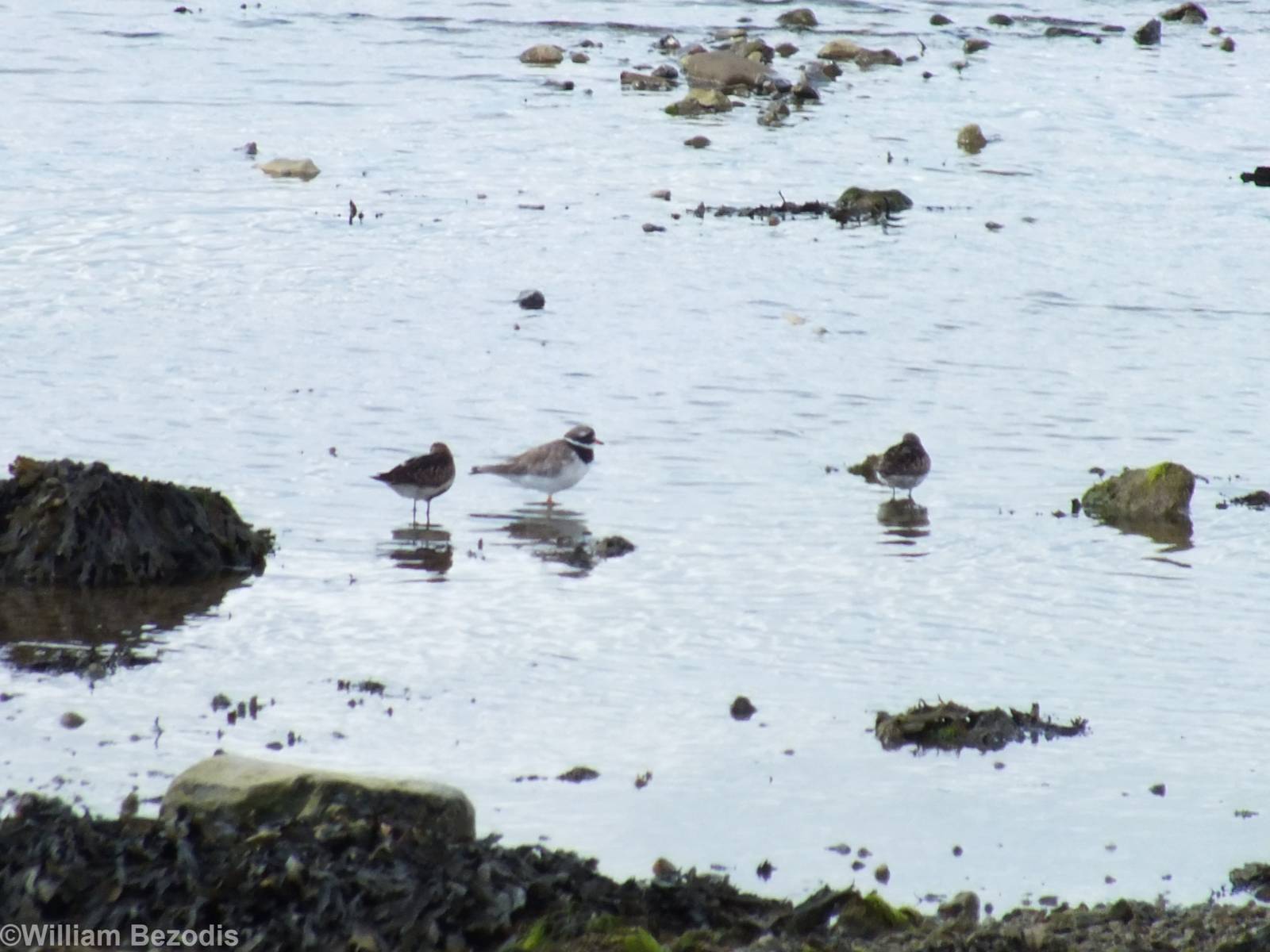 Common Ringed Plover and Dunlins