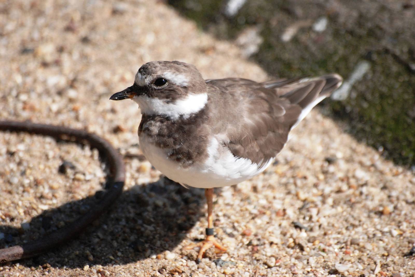 Common Ringed Plover at Dresden, 29/08/12