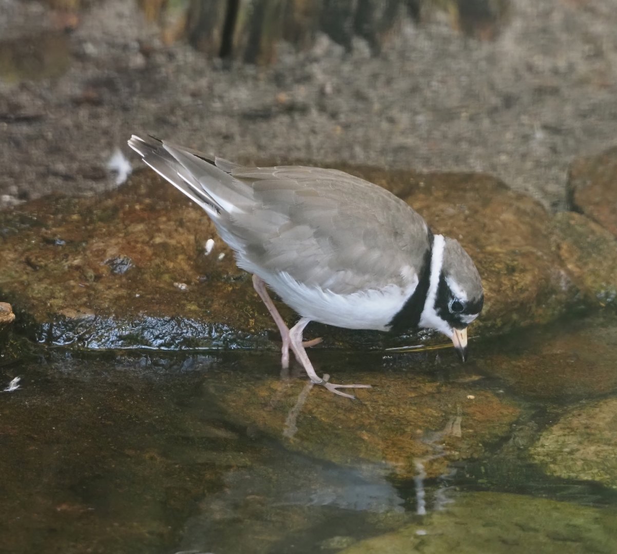 Common ringed plover (Charadrius hiaticula), 2024-05-23