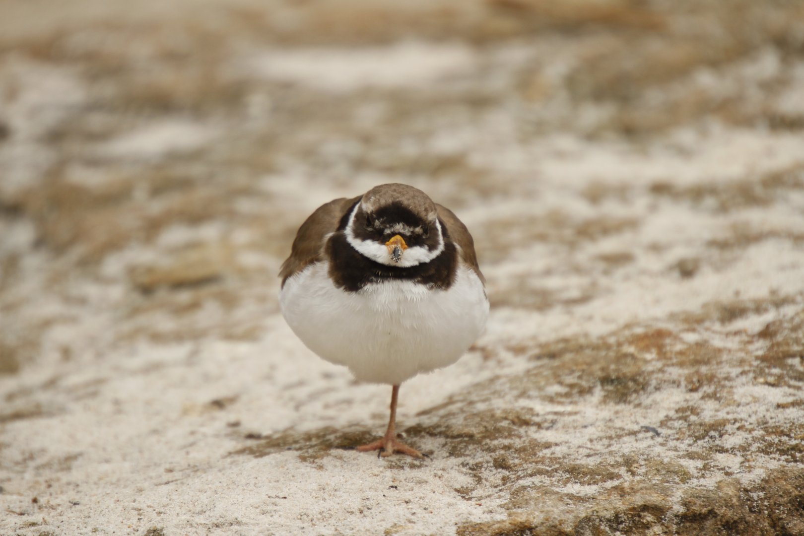 Common ringed plover (Charadrius hiaticula)