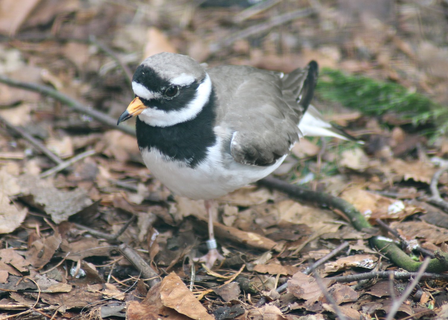Common ringed plover (Charadrius hiaticula)