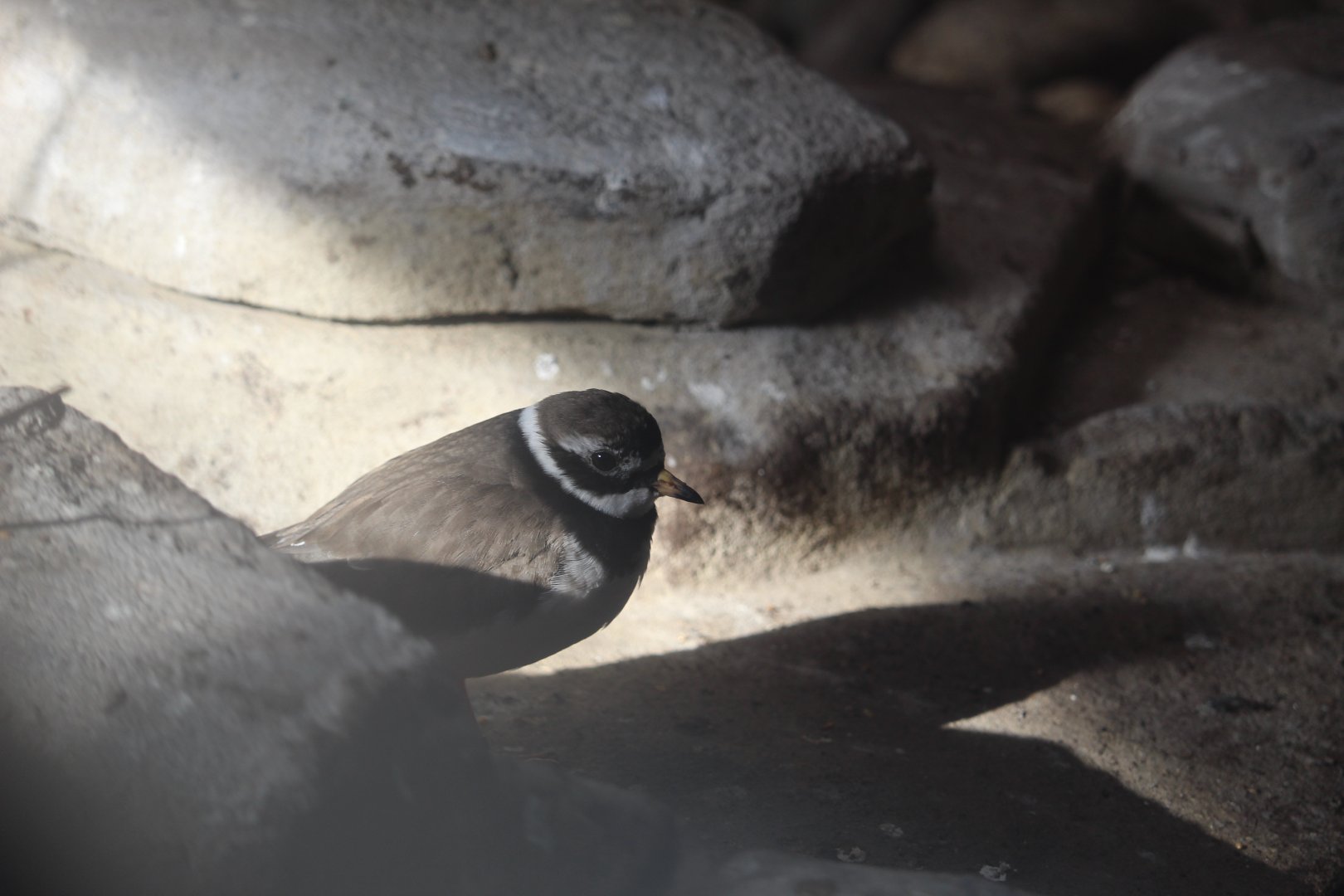 Common ringed plover (Charadrius hiaticula)