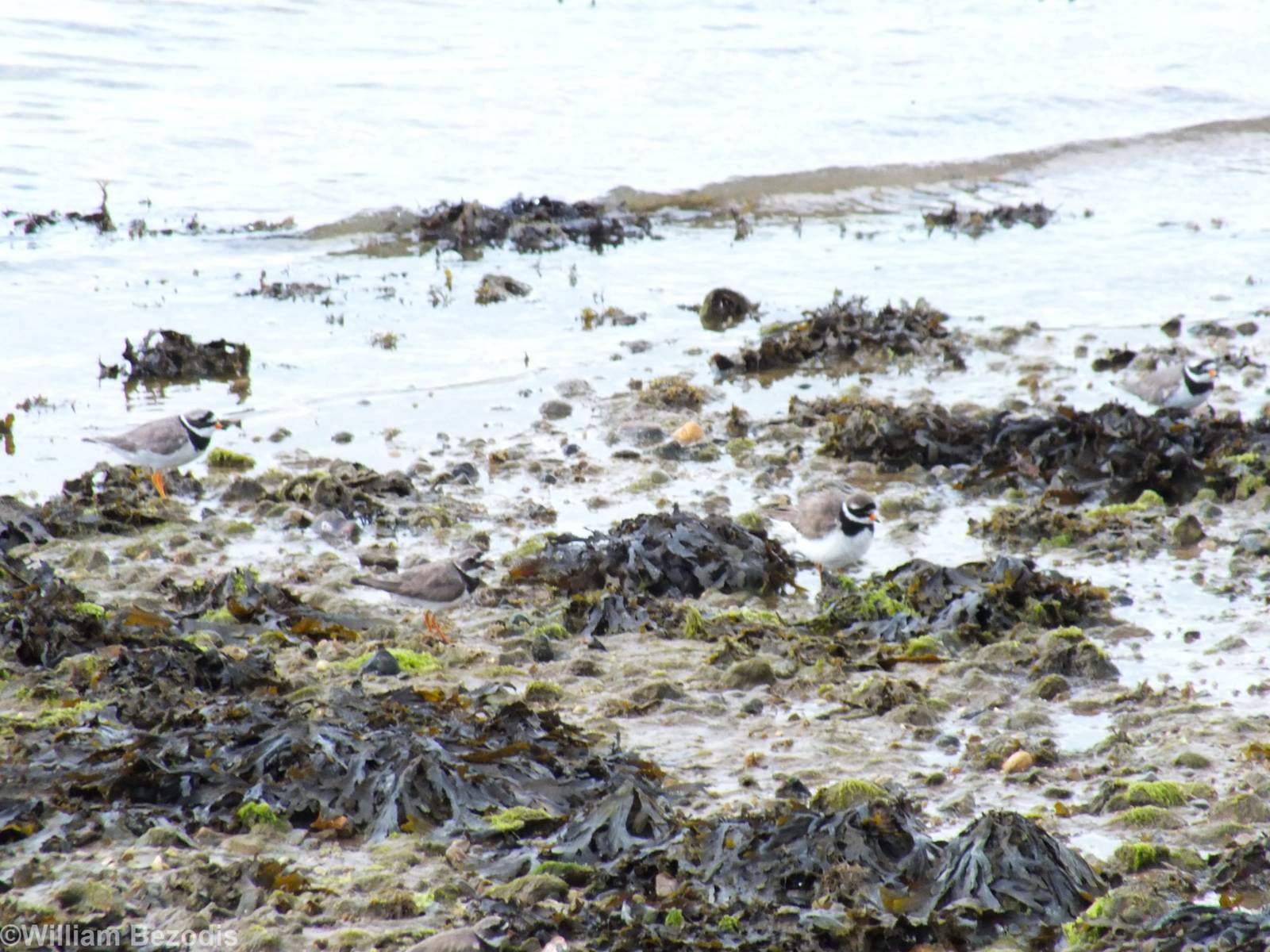 Common Ringed Plover