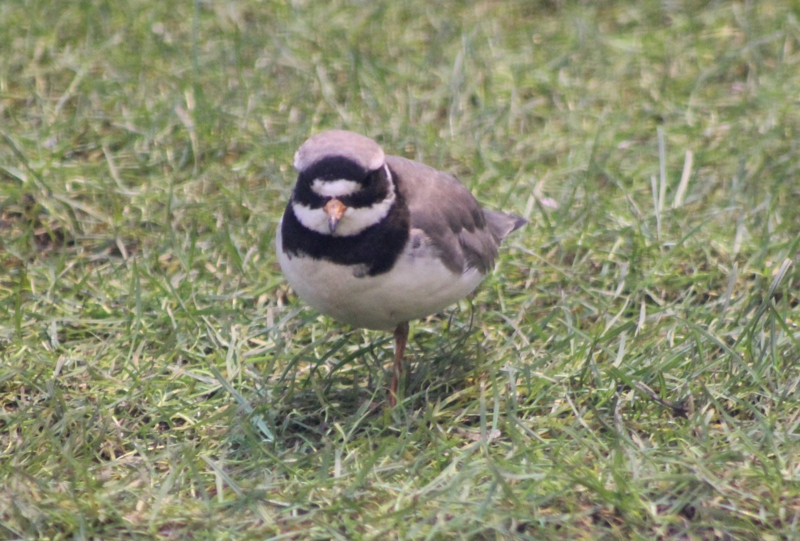 Common ringed plover