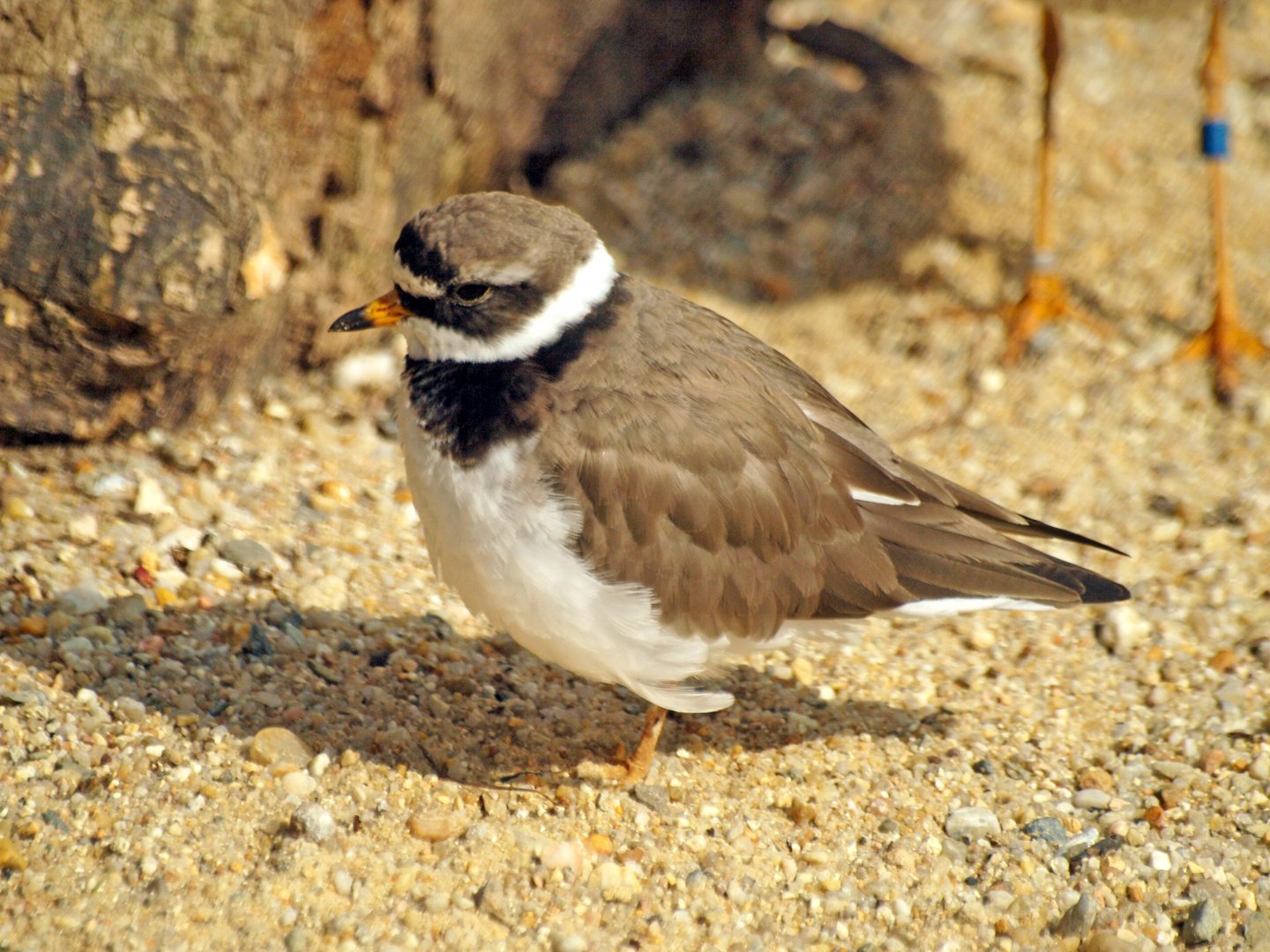 Common Ringed plover