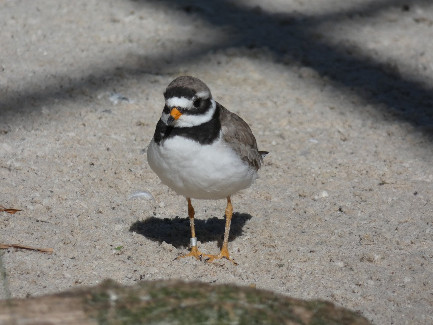 Common Ringed Plover