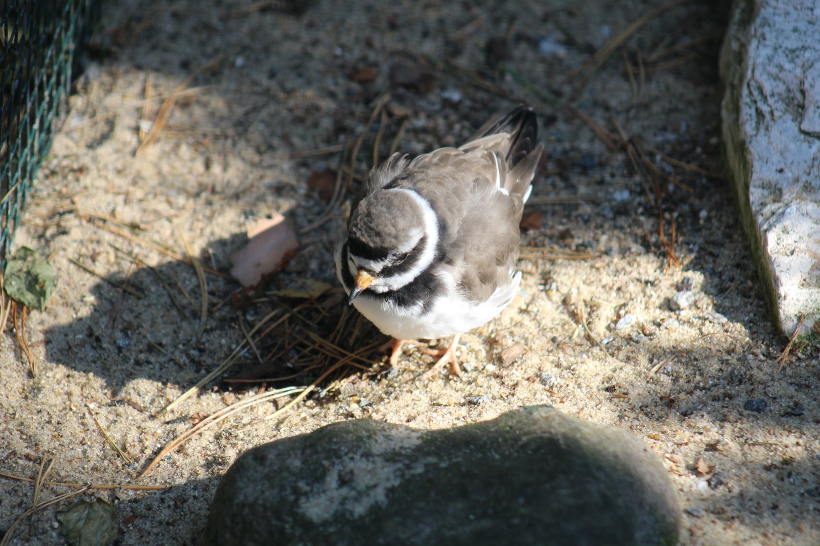 Common Ringed Plover