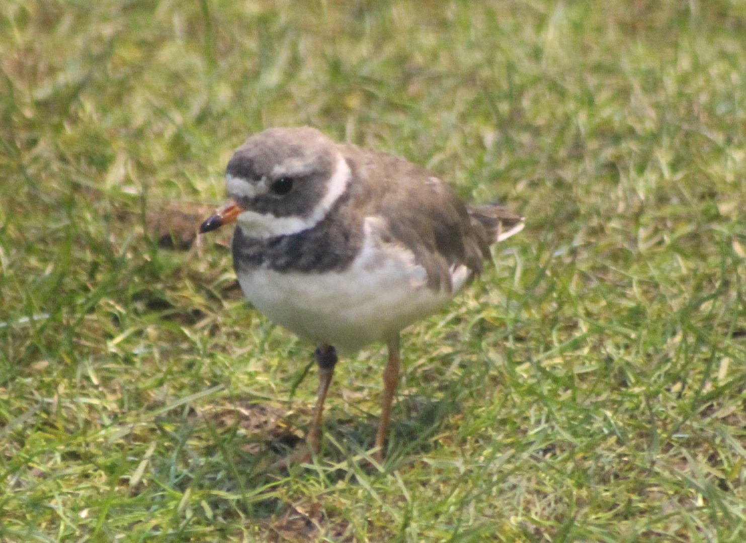 Common ringed plover