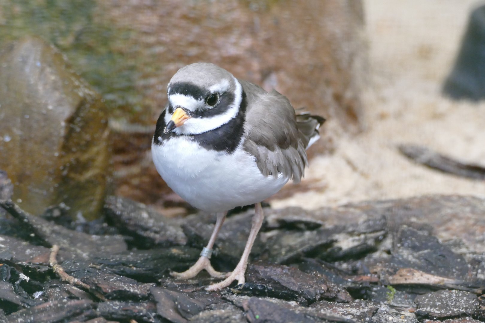Common ringed plover
