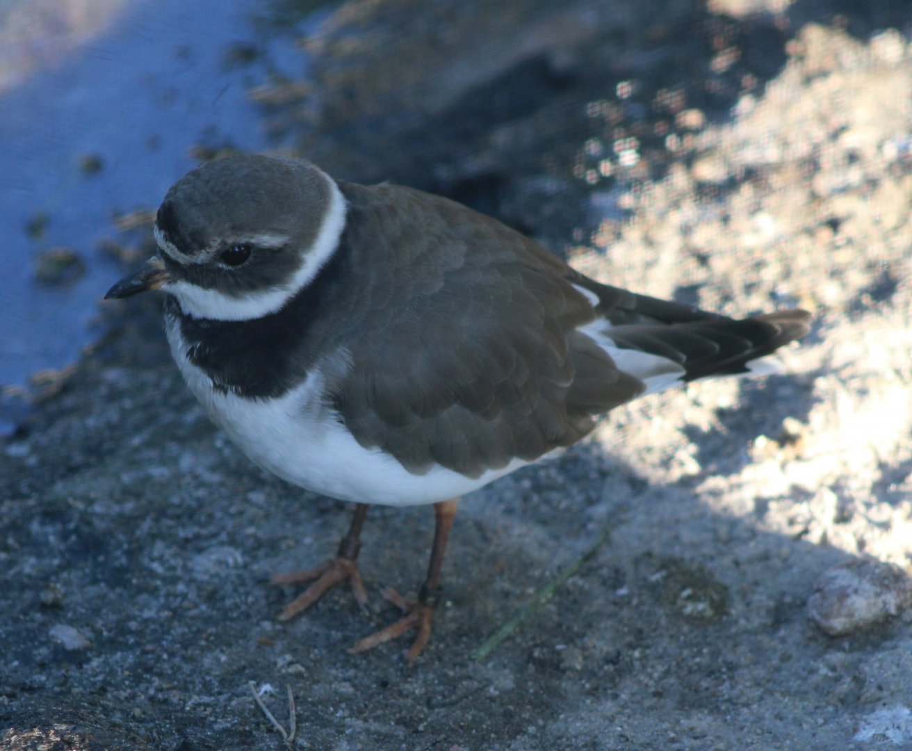 Common ringed plover