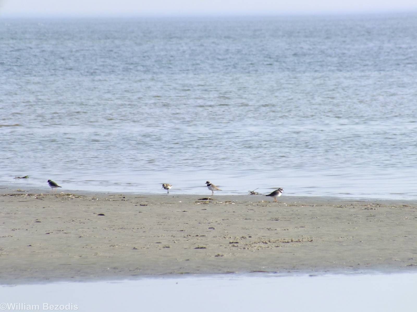 Common Ringed Plovers and Dunlin