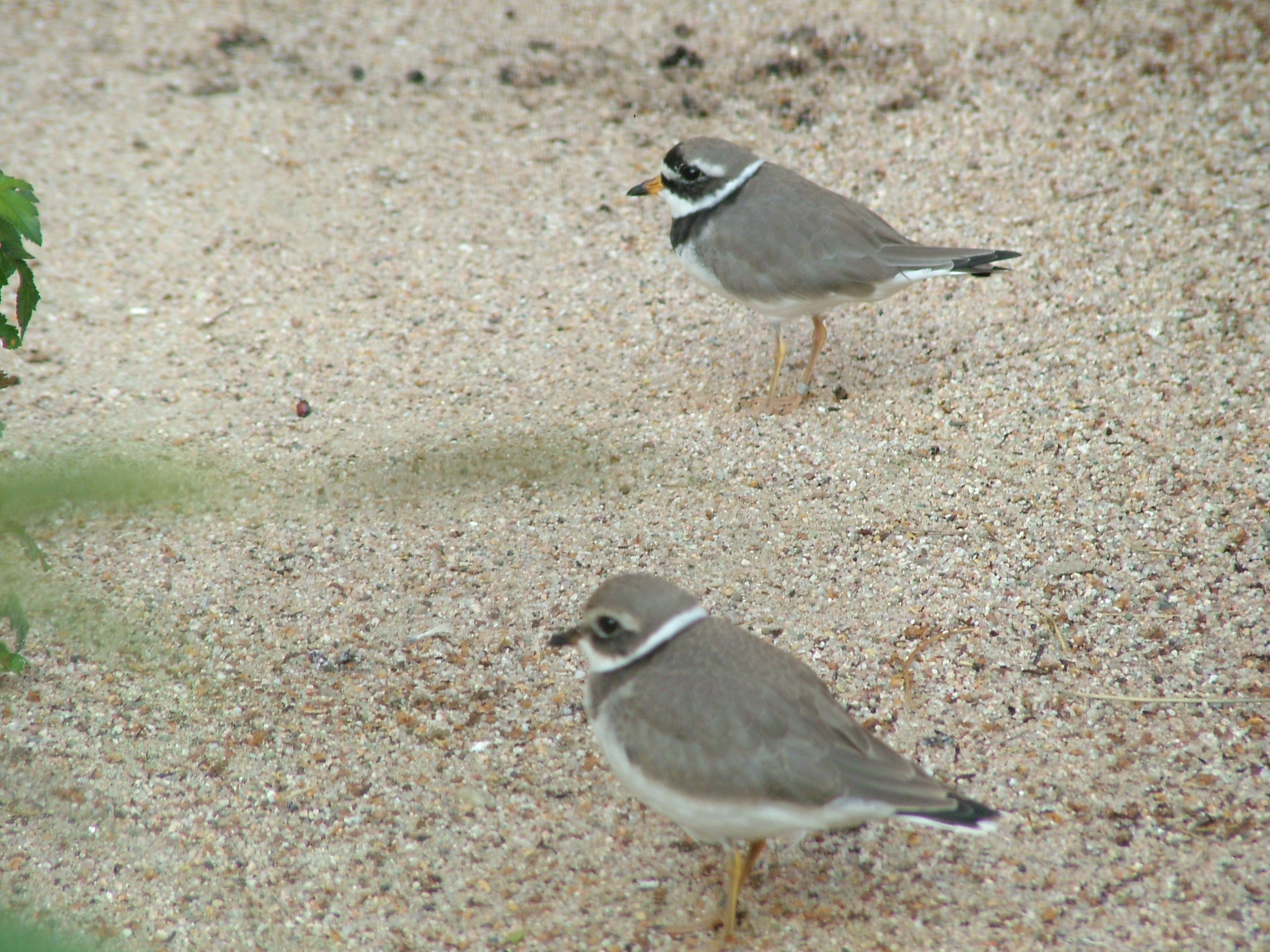Common Ringed Plovers at Vogelpark Heglachaue, 3rd Sept 2010