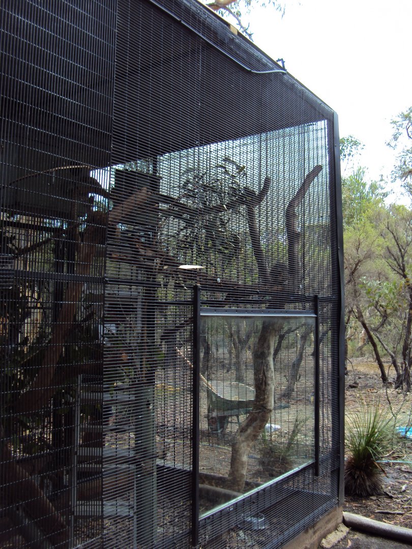 Common Ringtail Possum enclosure