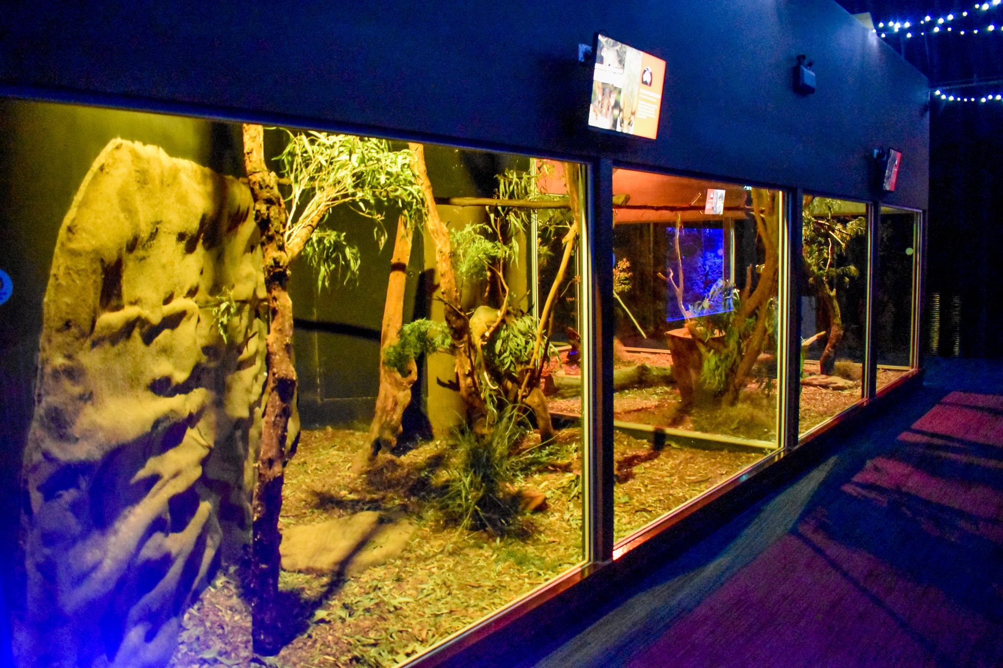 Common Ringtail Possum Enclosure