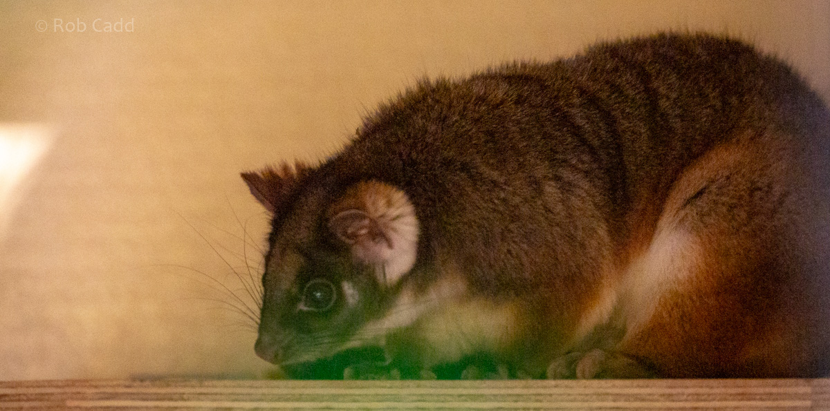 Common ringtail possum : Hamerton : 16 Feb 2019