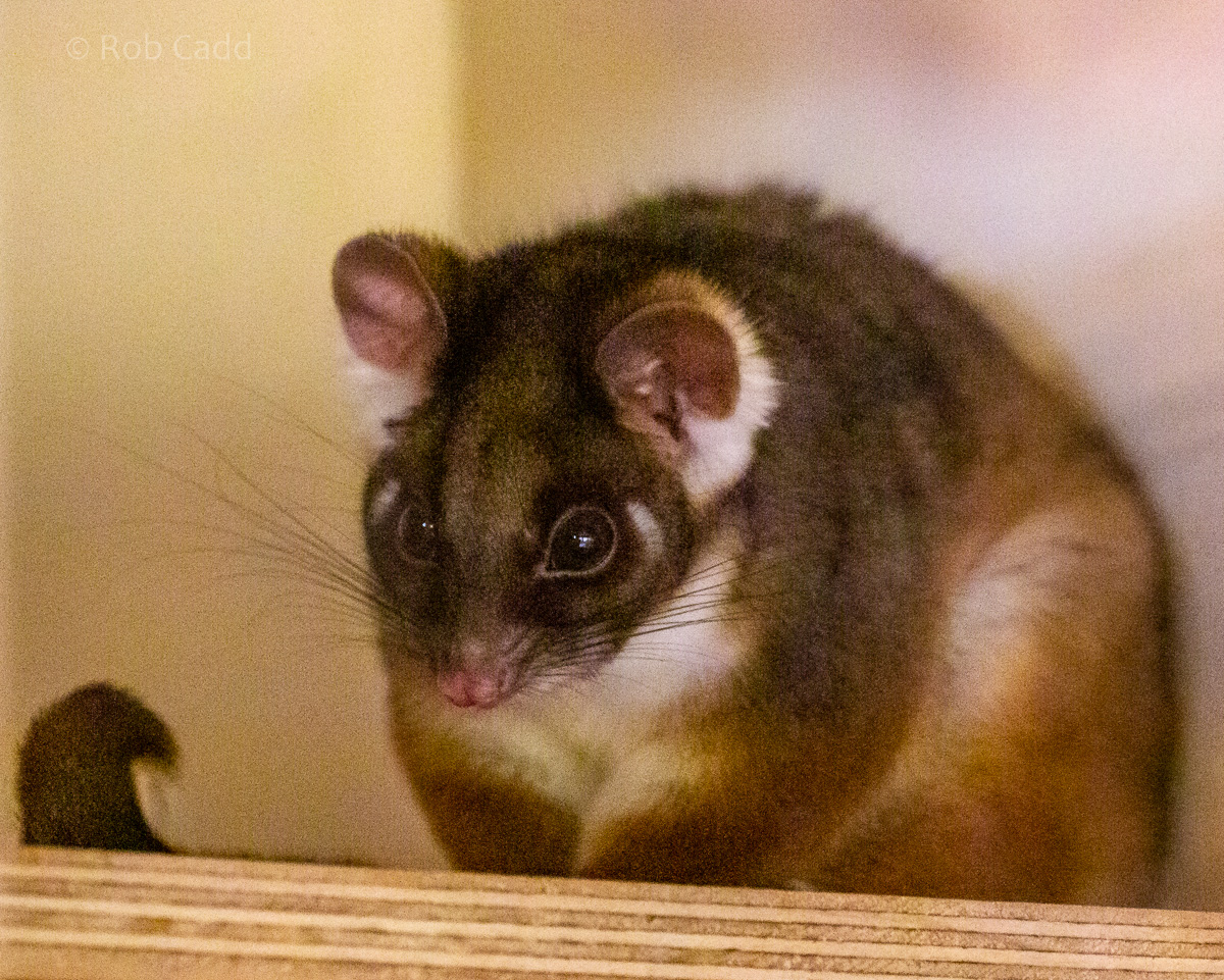 Common ringtail possum : Hamerton : 16 Feb 2019