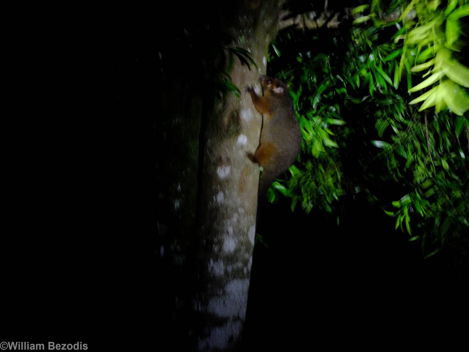 Common Ringtail Possum - Lamington National Park