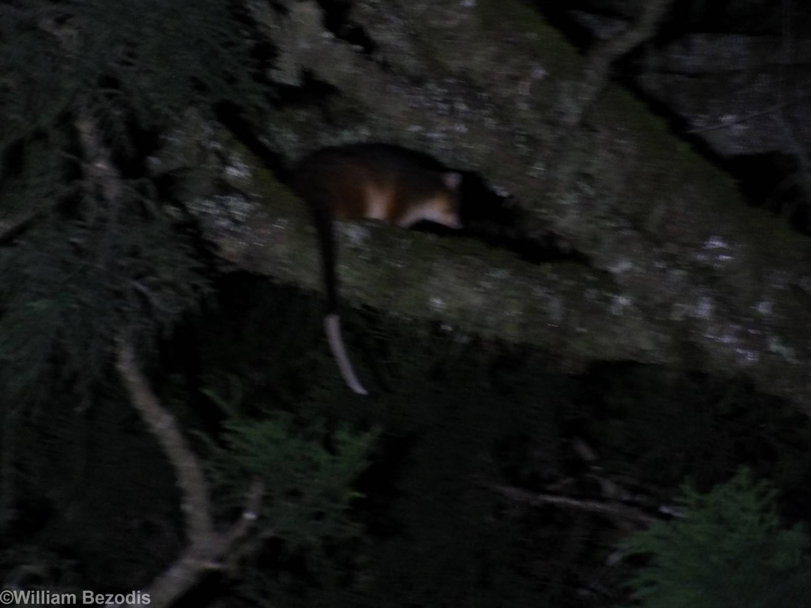 Common Ringtail Possum - Lamington National Park