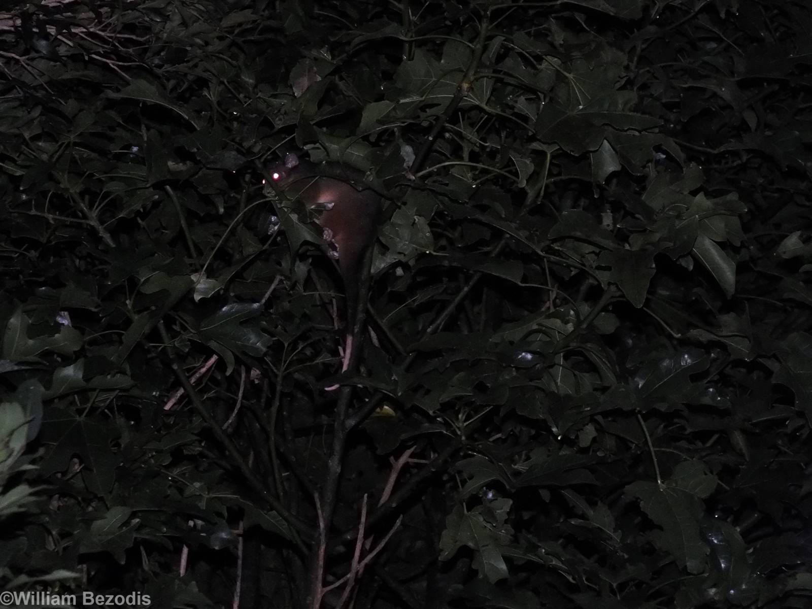 Common Ringtail Possum - Lamington National Park