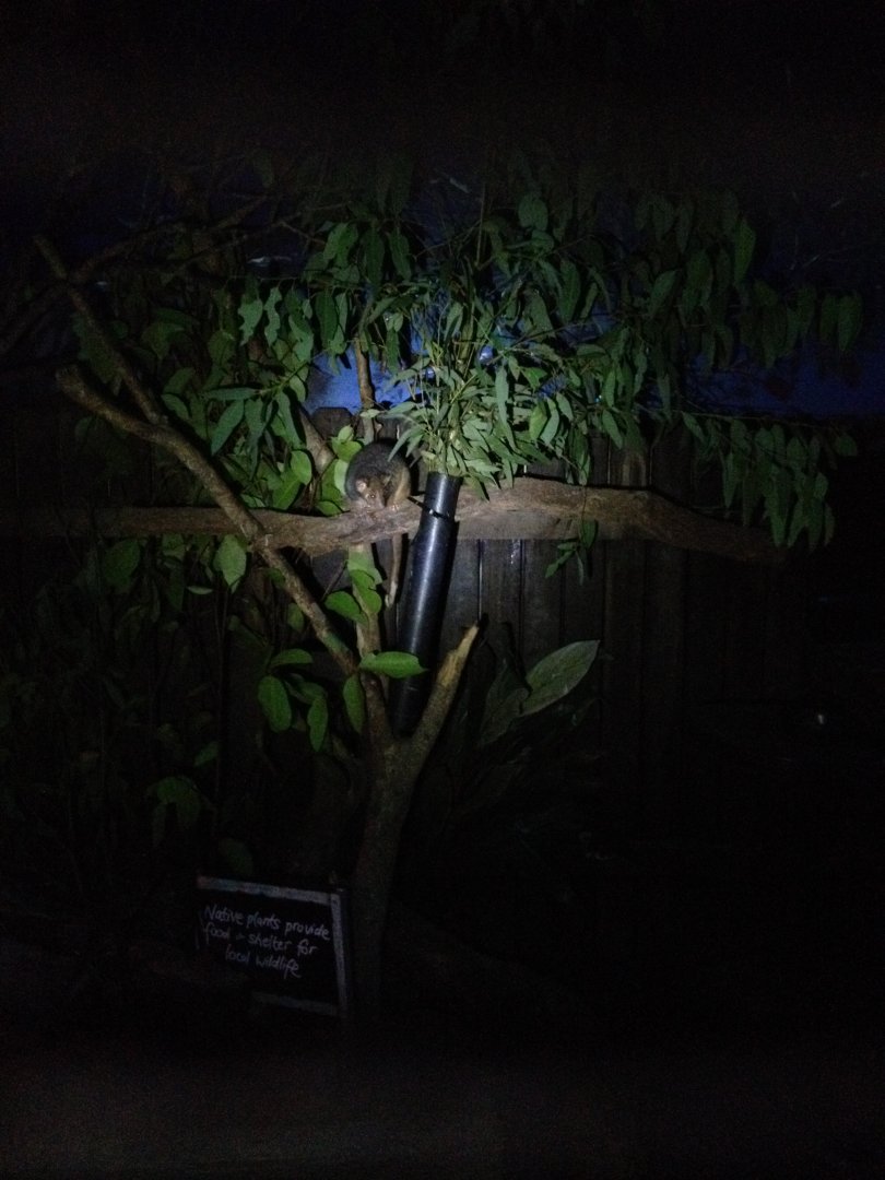 Common Ringtail Possum (Pseudocheirus peregrinus)