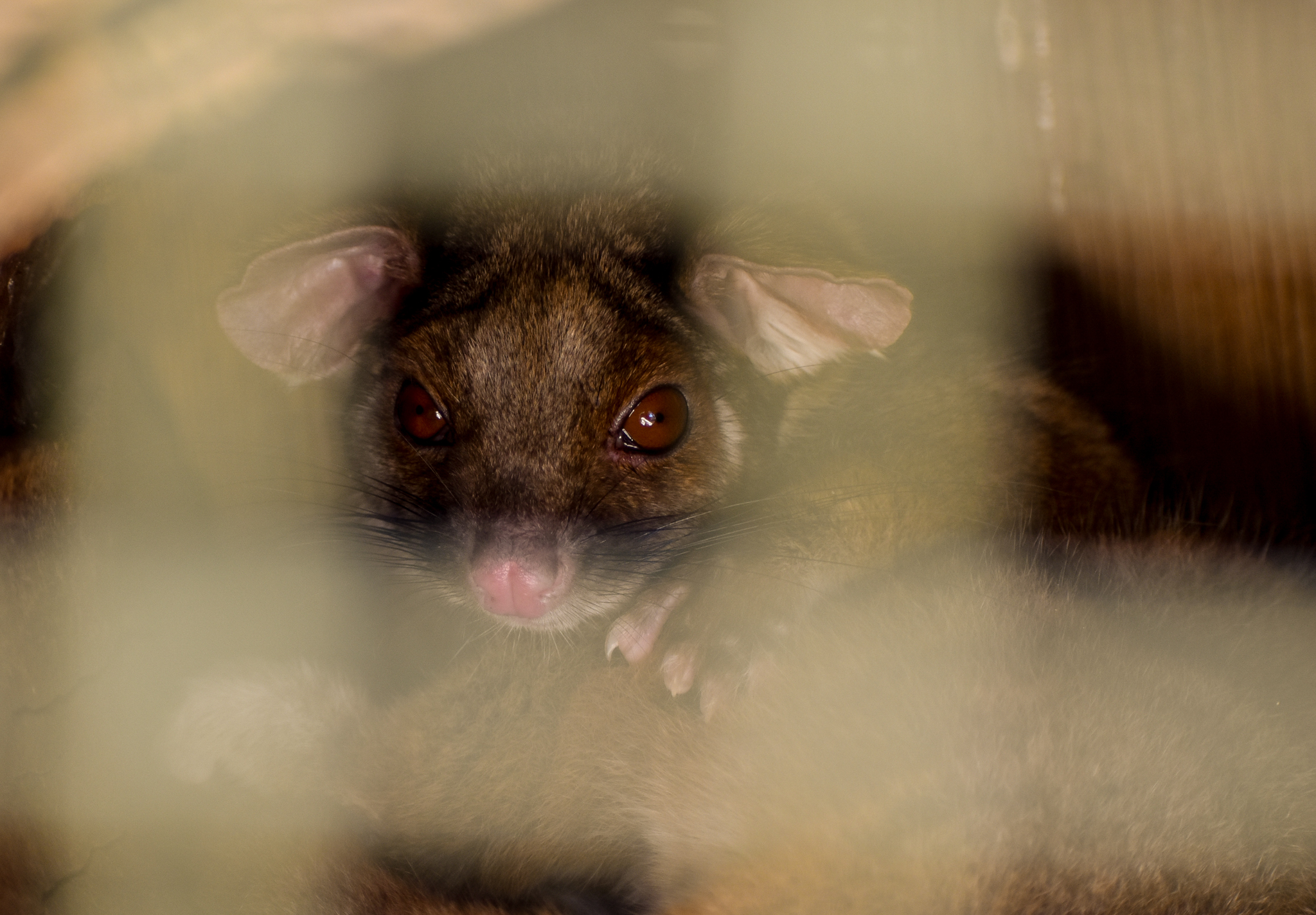 Common Ringtail Possum (Pseudocheirus peregrinus)