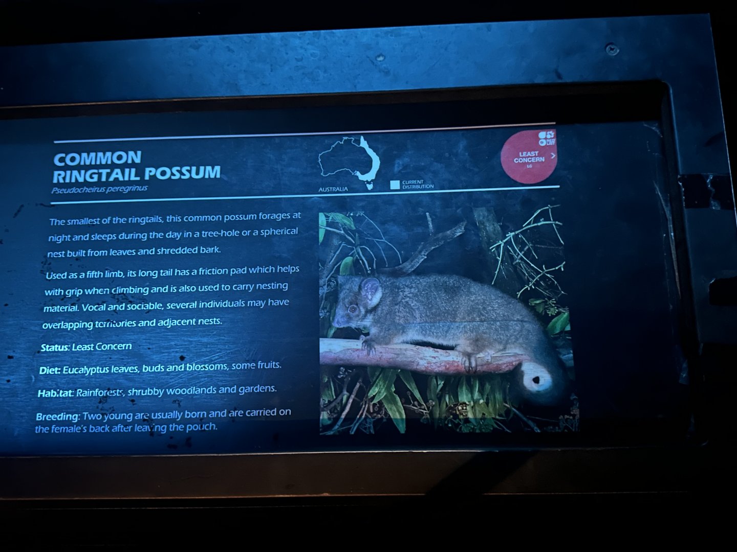 Common ringtail possum signage