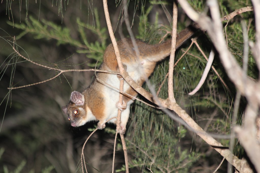 Common Ringtail Possum