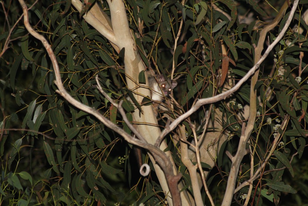Common Ringtail Possum