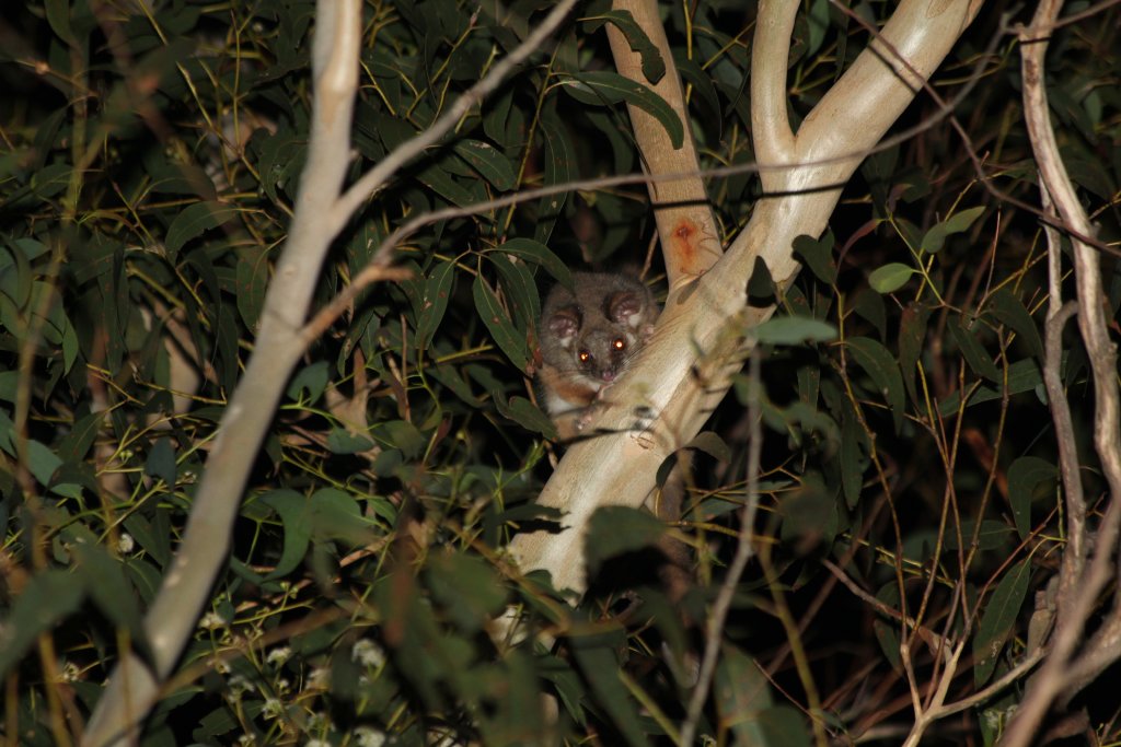 Common Ringtail Possum