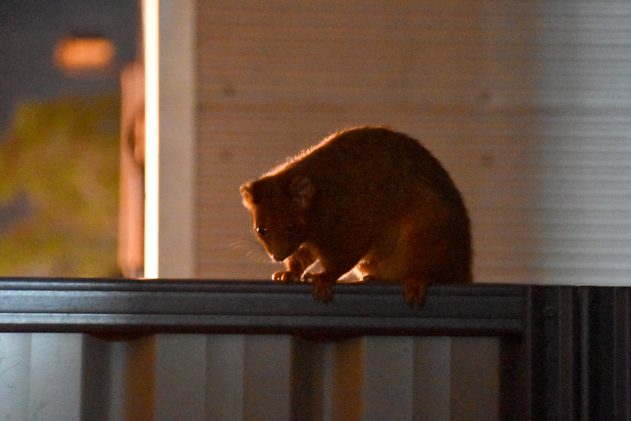Common Ringtail Possum