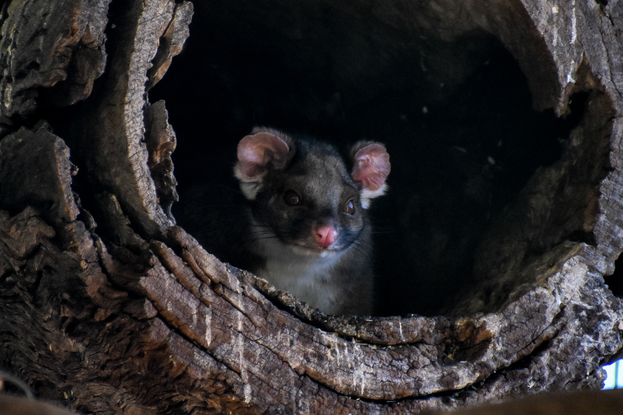 Common Ringtail Possum