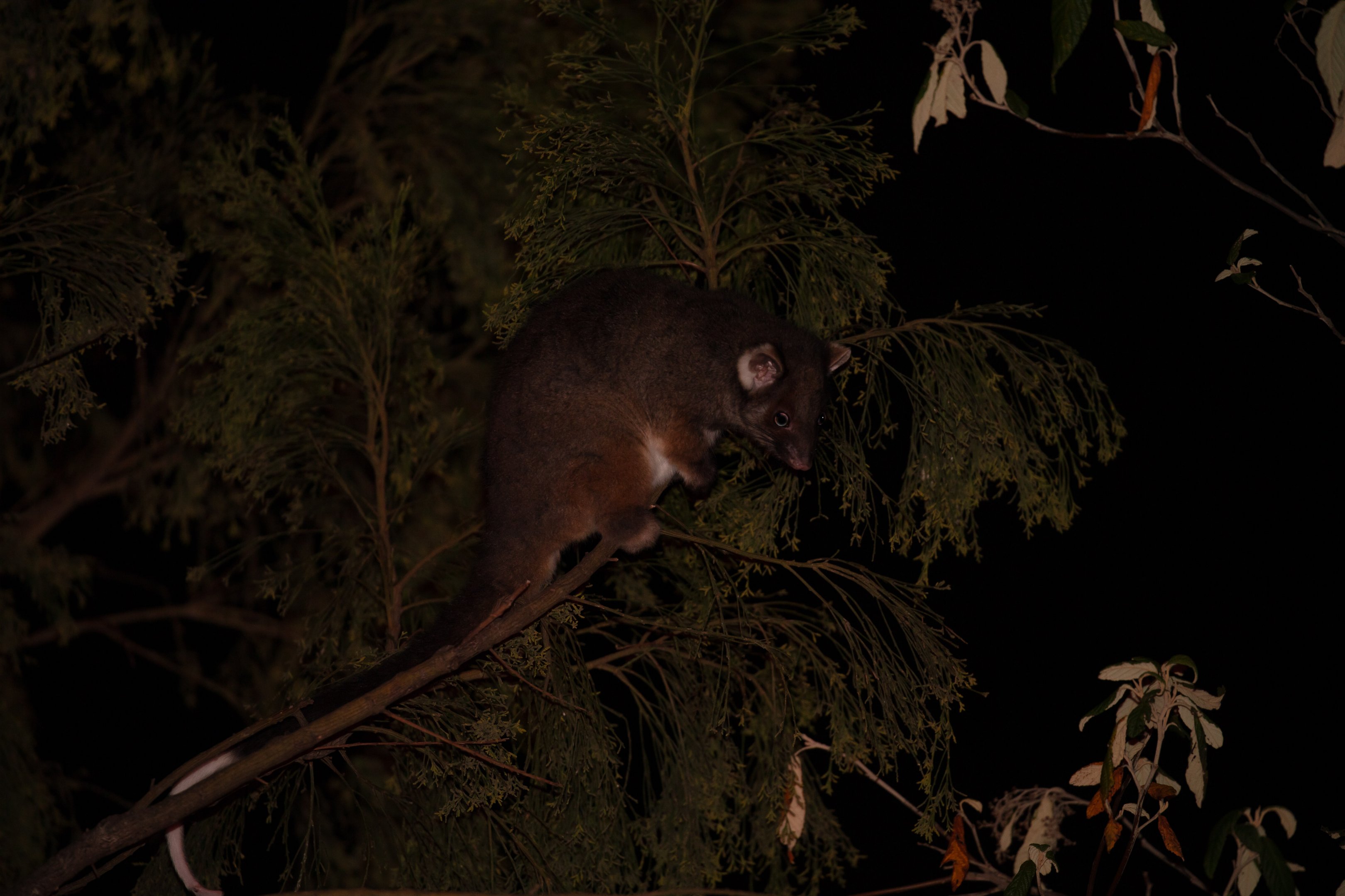 Common Ringtail Possum