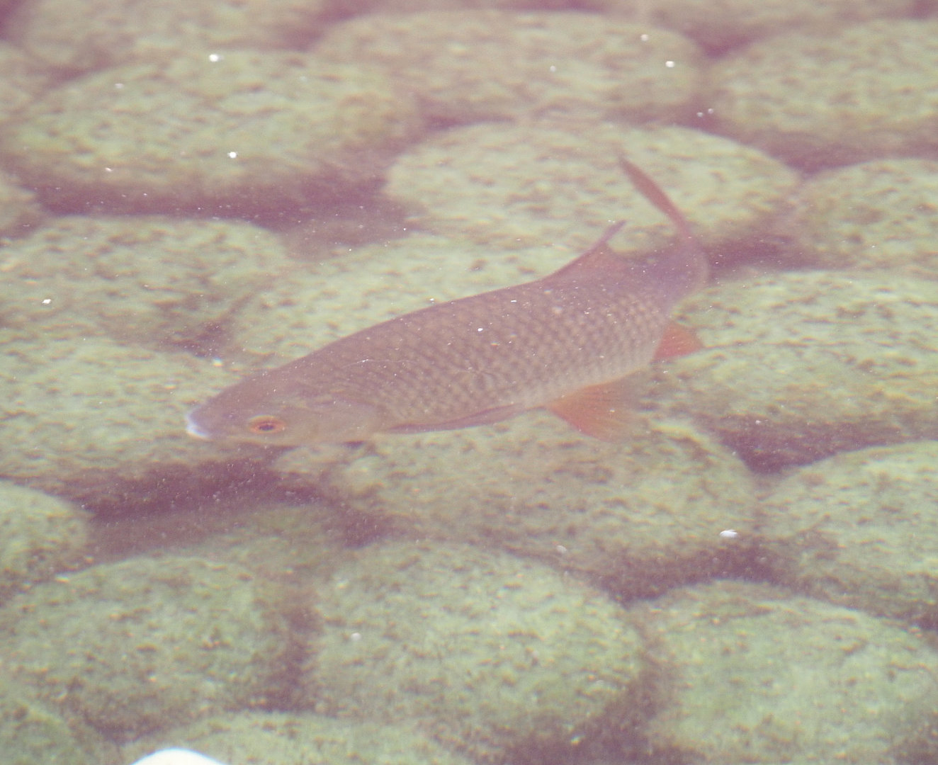 Common roach (Rutilus rutilus), 2022-09-15