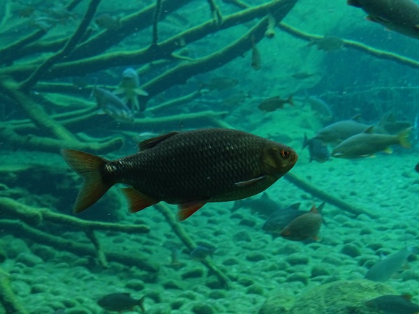 Common roach (Rutilus rutilus)