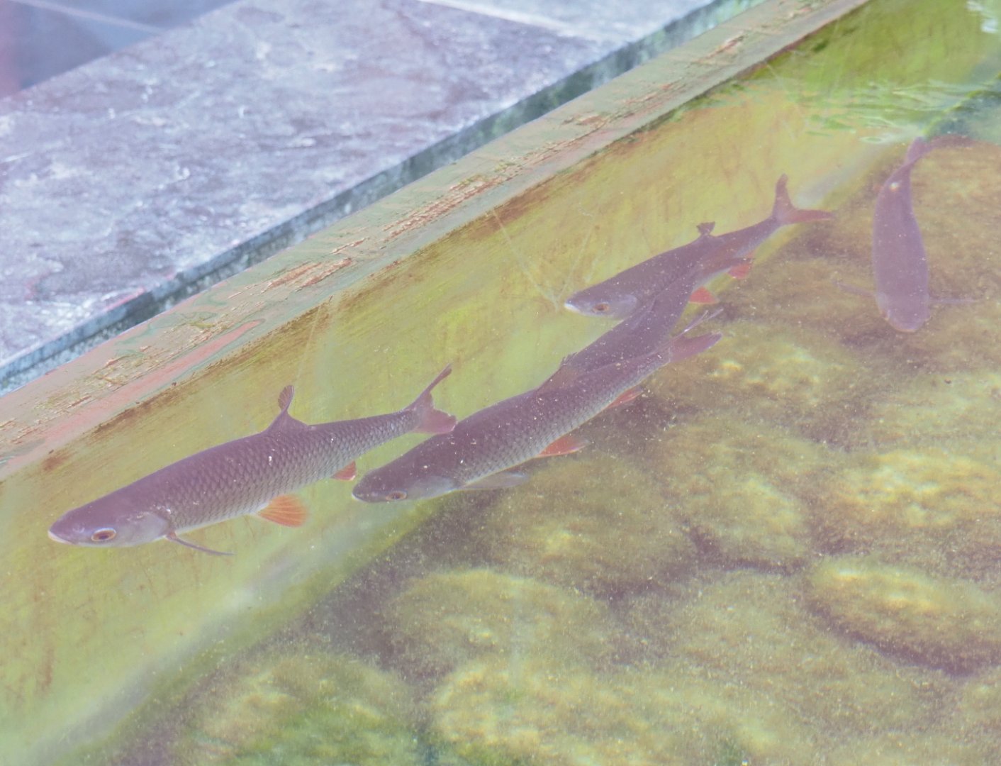 Common roaches (Rutilus rutilus), 2021-09-03