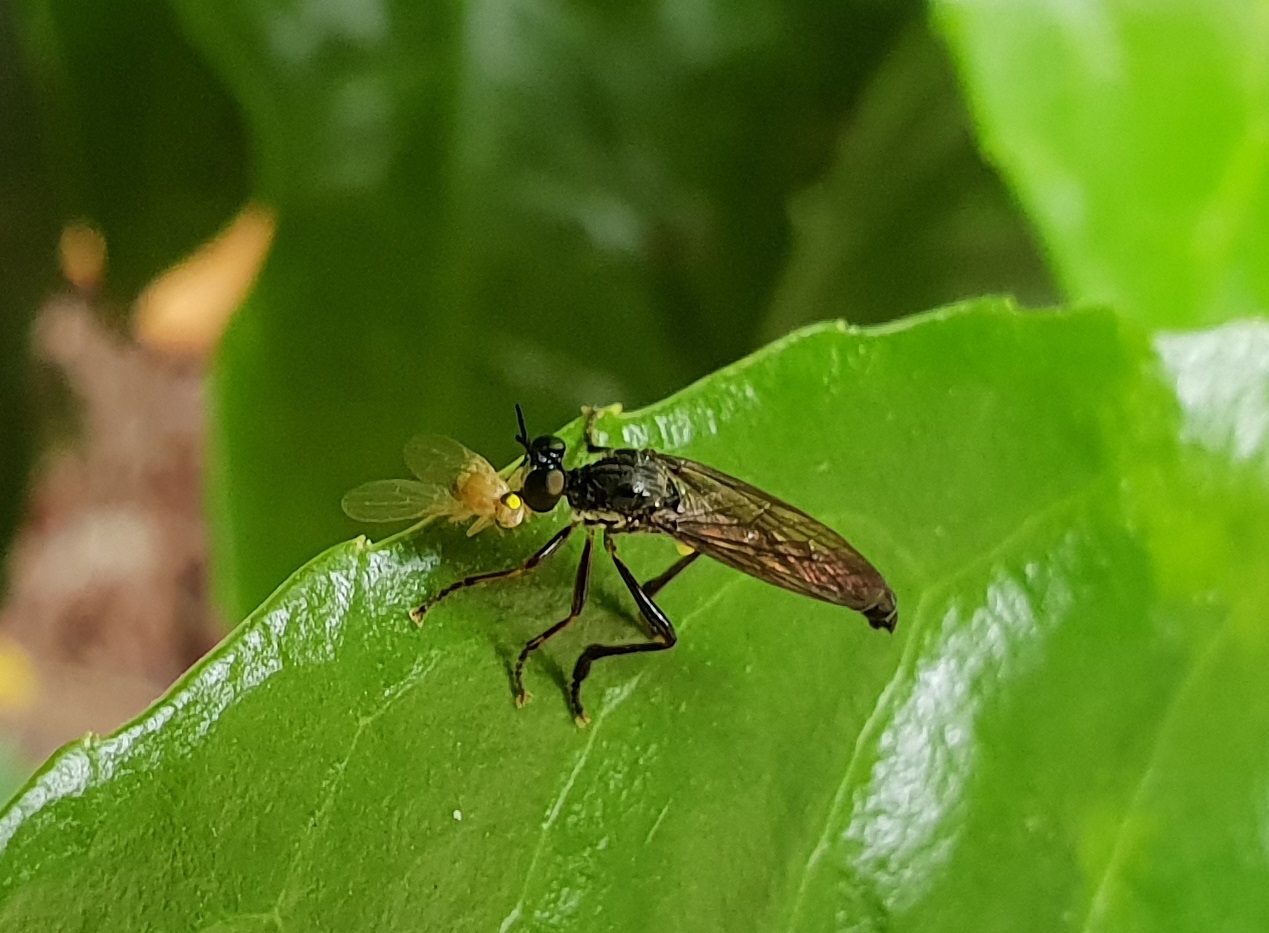 Common robber fly - Dioctria hyalipennis ( with prey )