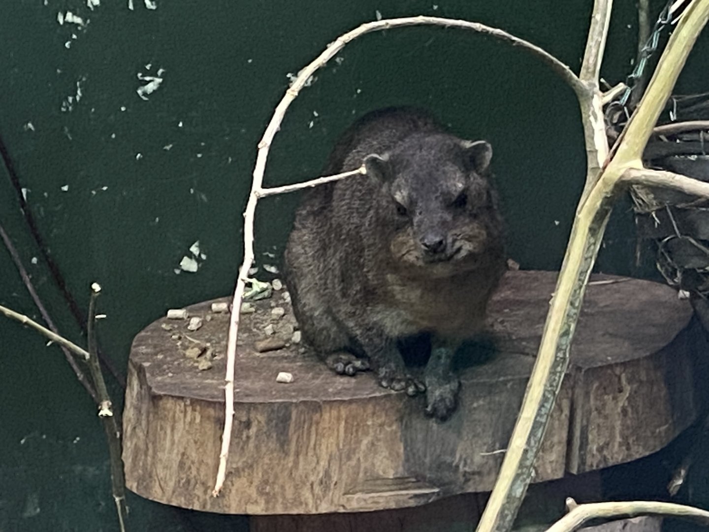 Common rock hyrax 090525