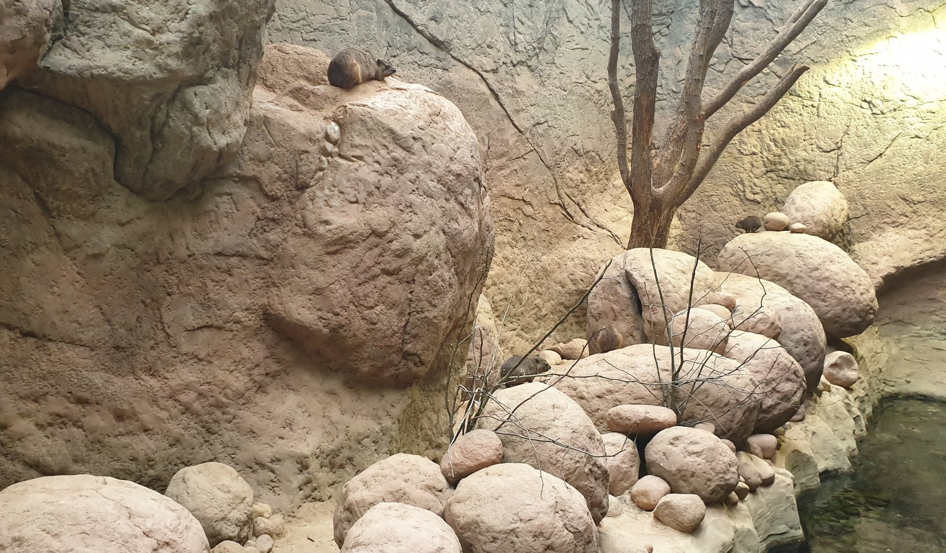 Common rock hyrax enclosure