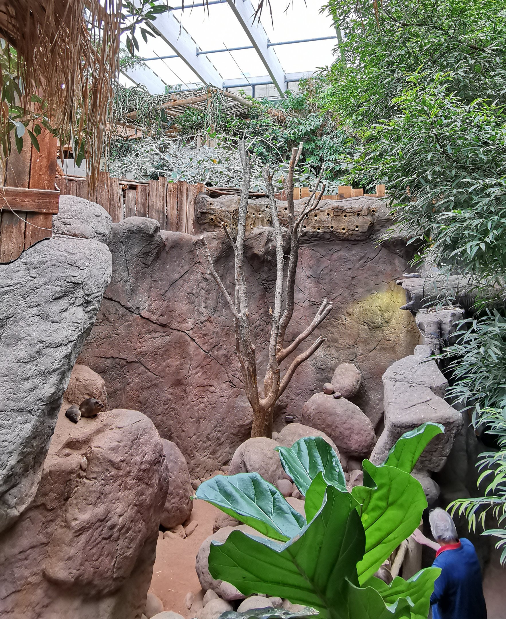 Common rock hyrax enlosure, with nesting tunnels for bee-eaters above it - Tropen-Aquarium