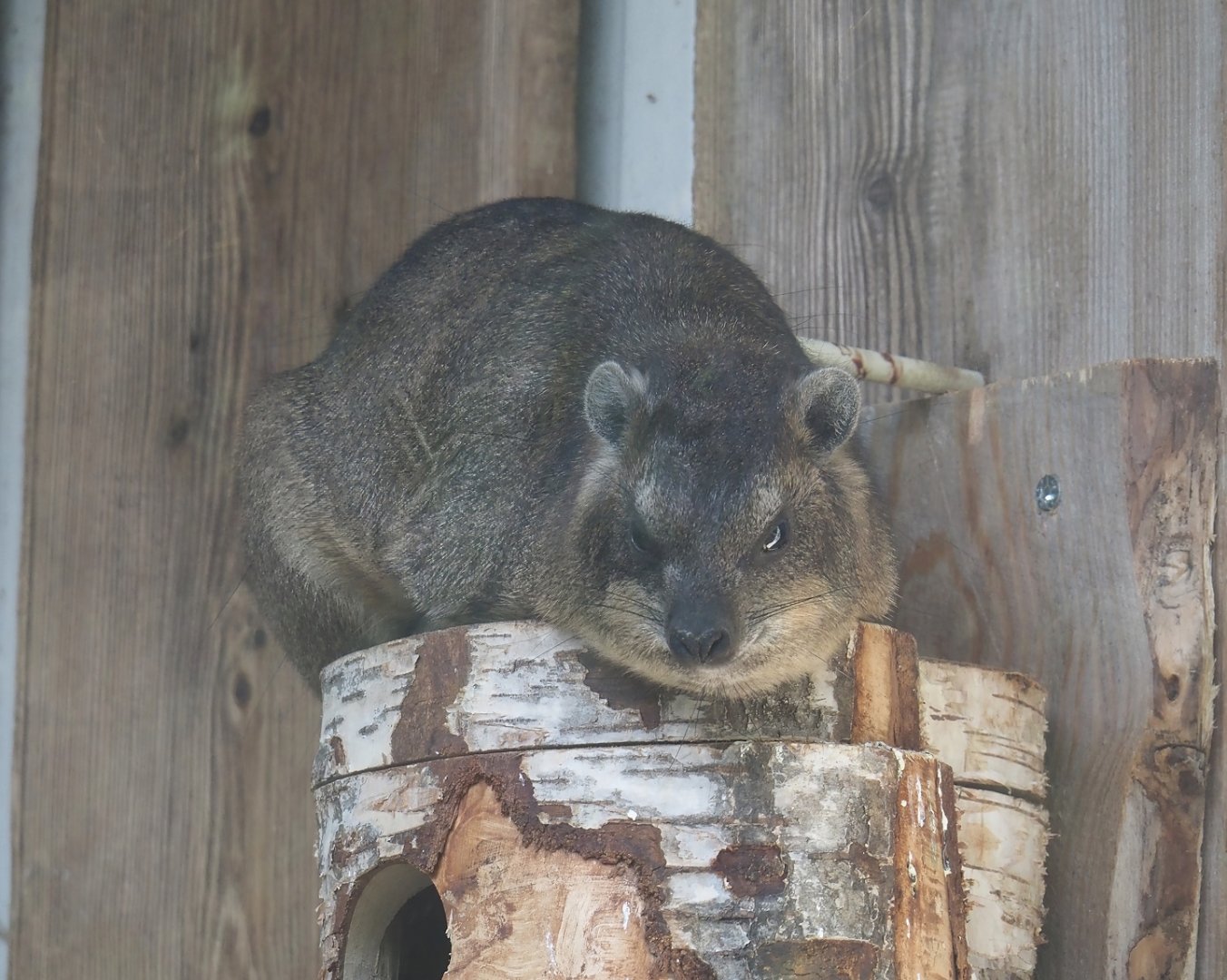 Common rock hyrax (Procavia capensis), 2025-04-12