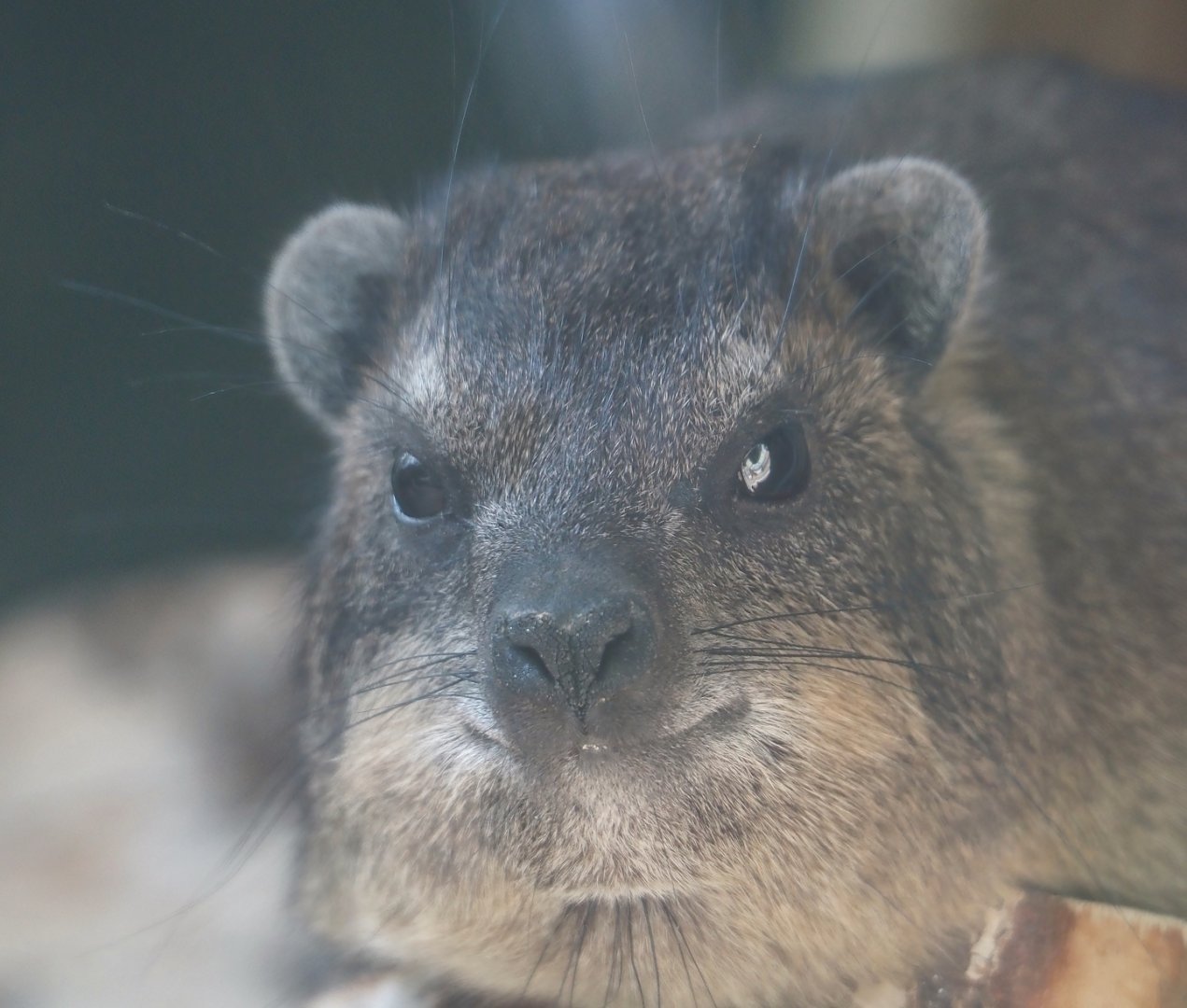 Common rock hyrax (Procavia capensis), 2025-04-12