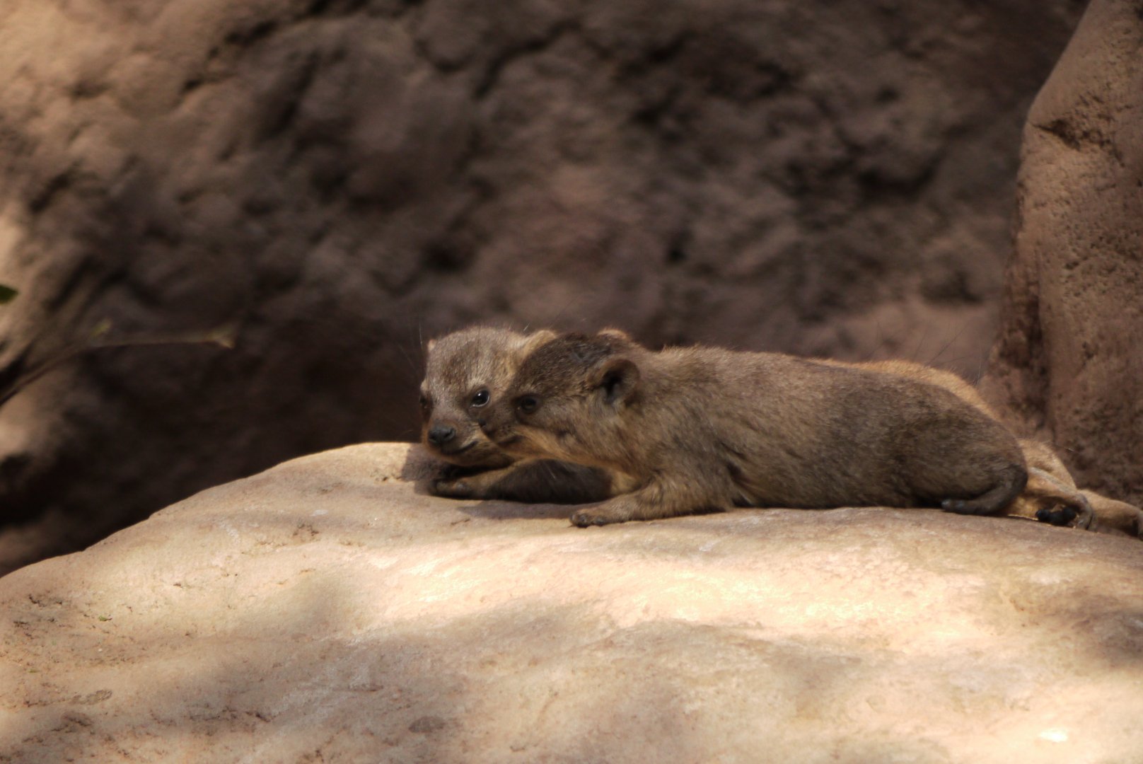 Common Rock Hyrax