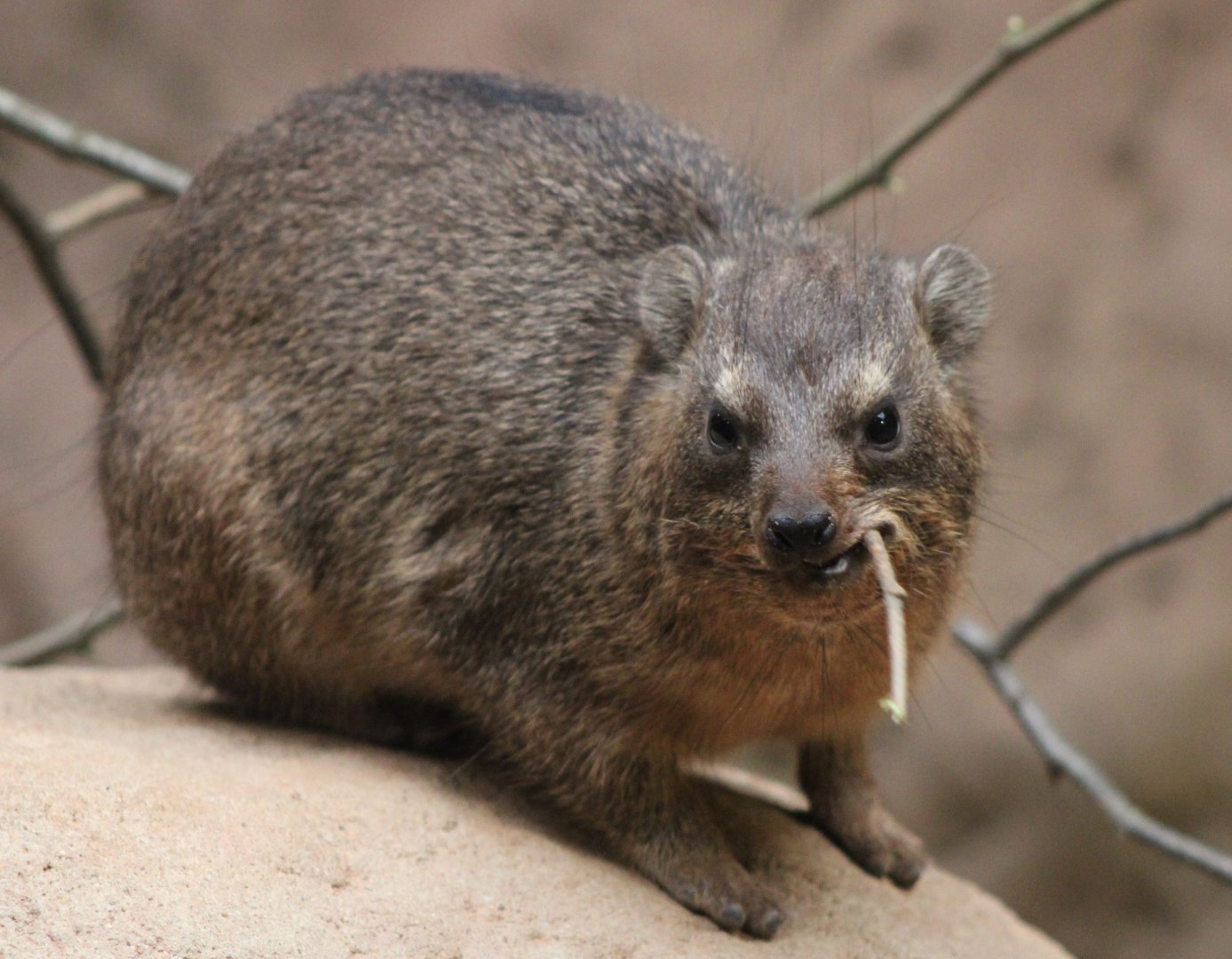 Common rock hyrax