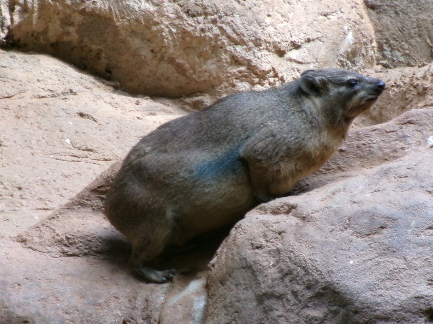 Common rock hyrax