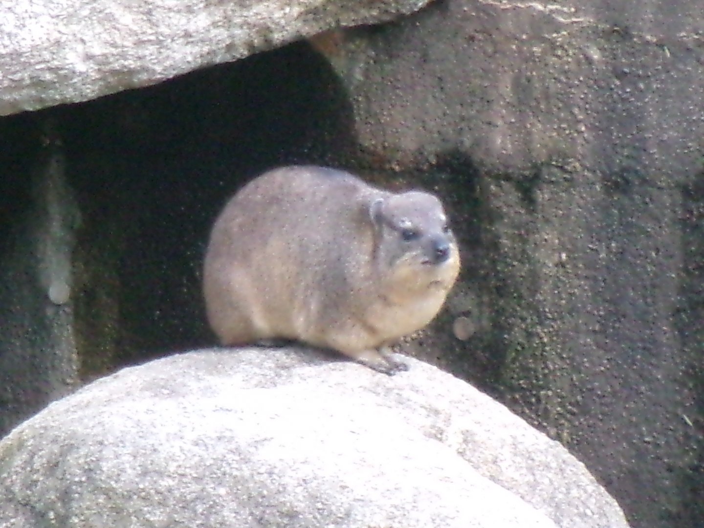 Common rock hyrax