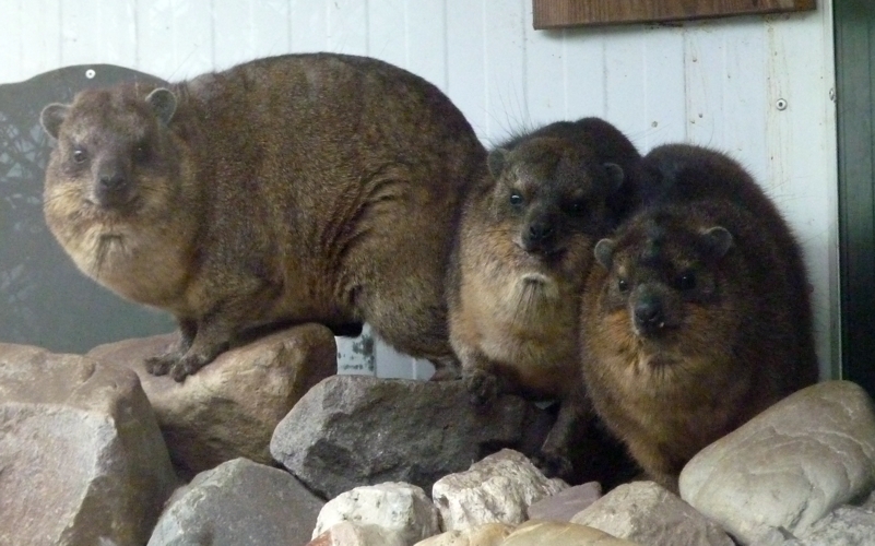 Common rock hyraxes (Procavia capensis)