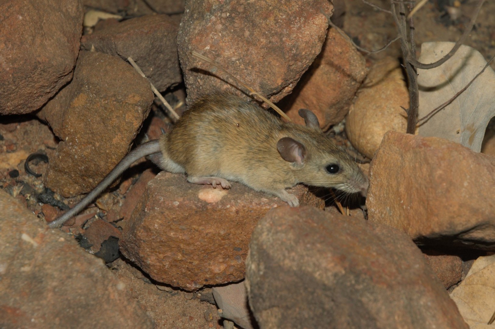 Common Rock Rat (Zyzomys argurus)
