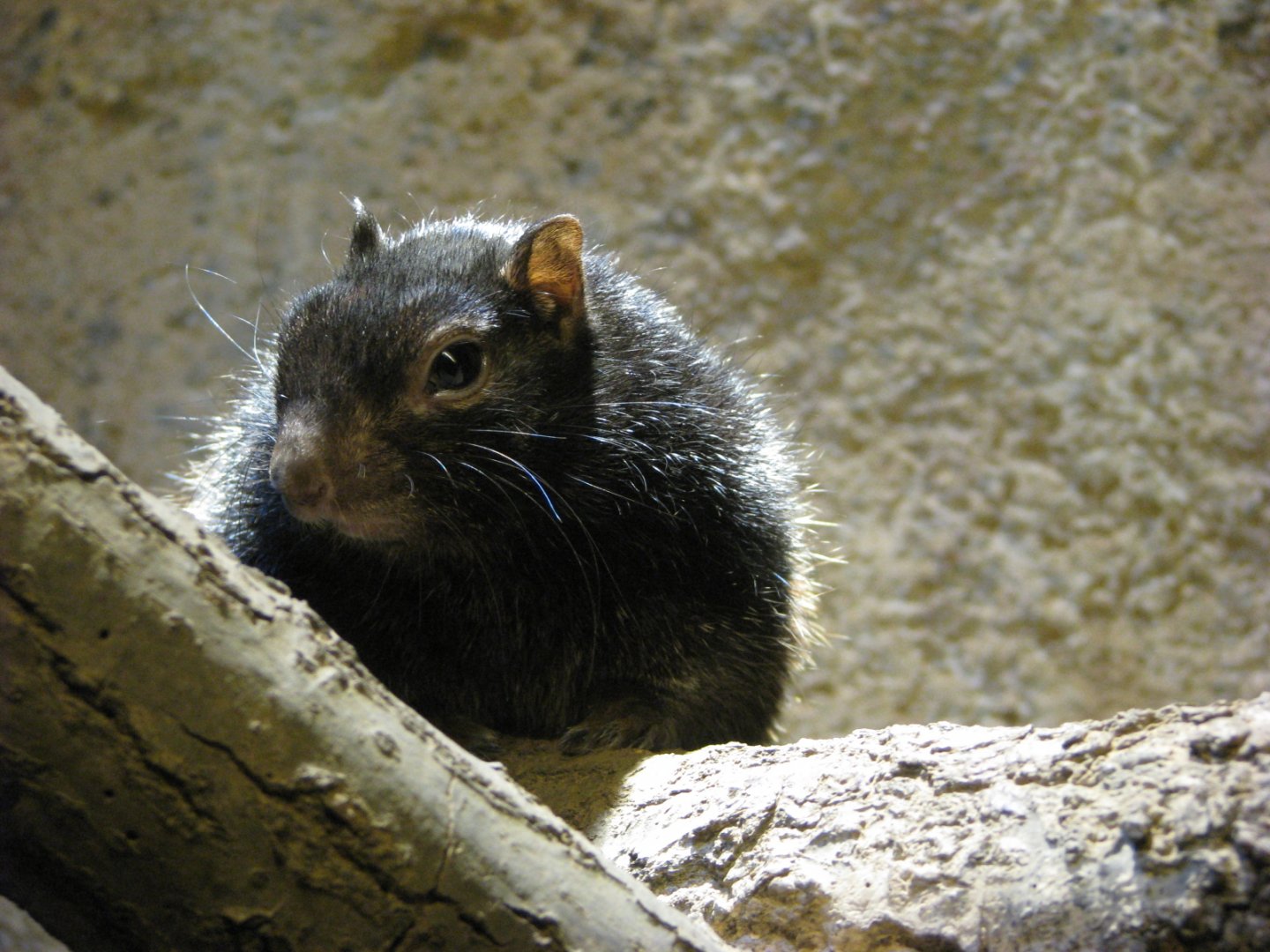 Common rock squirrel - July 2012